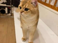 -Let's go狗咖·猫咖·奶狗·桌游(春熙路IFS店)