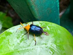 -西双版纳原始森林公园