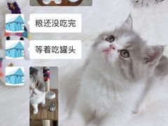 -宠物之家Pets Home 宠物寄养酒店