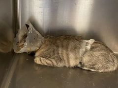 -萌兽医馆·犬猫专科·眼科中心·宠物医院(朝阳门分院)