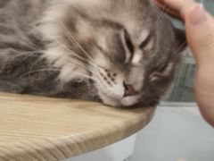 -楼上猫咖(罗湖店)
