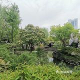 古树紫藤花开季