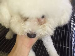 -瑞鹏宠物医院·爱宠堂·骨外专科(西荷分院)