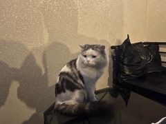 -Mr.Fox狐狸先生超级密室(南山店)