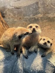 -Zoolung Zoolung动物主题公园(海信广场店)