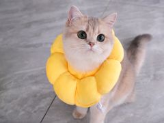 -琪喵猫屋·撸猫猫咖·猫舍