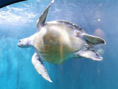 -青岛海底世界-水族馆