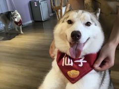 仙子-Husky Go! 哈士奇体验馆·宠物咖啡厅狗咖