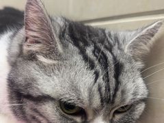 -北京观赏动物医院·24小时大型综合·猫专科·异宠专科