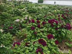 -曹州百花园