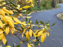 -黑龙江省森林植物园