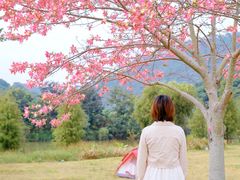 -风云岭森林公园
