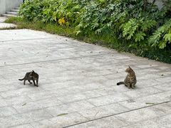 -新江湾城公园