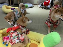 -逗柴咖啡屋·狗咖猫咖宠物桌游