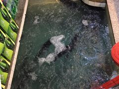 -旭龙鱼头王(航华店)