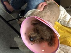 -安安宠医·安宠宠物医院