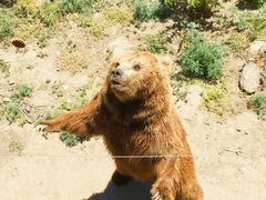 -新疆天山野生动物园