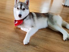 -Husky Go! 哈士奇体验馆·宠物咖啡厅狗咖