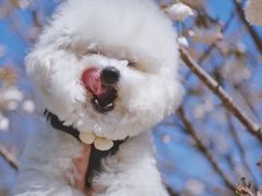 -天适樱花悠乐园