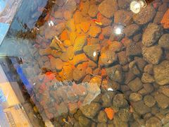 -酷以爬仙阁实体爬宠店·守宫·蜥蜴·专业繁育