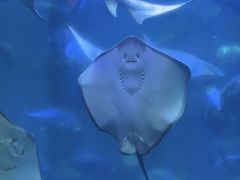 -合肥海洋世界