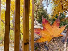 -阳台山自然风景区