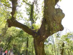 -萍乡武功山风景名胜区