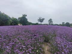 -同里国家湿地公园