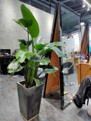 -发饰美男士增发补发假发定制店