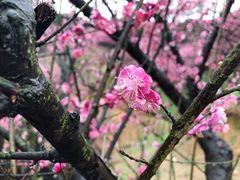 -新建村梅花