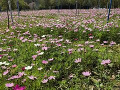 -天适樱花悠乐园