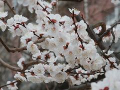 -桃花堤公园