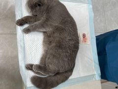 -瑞派长江宠物医院·猫科·外科·24小时夜护(谊城公寓分院)