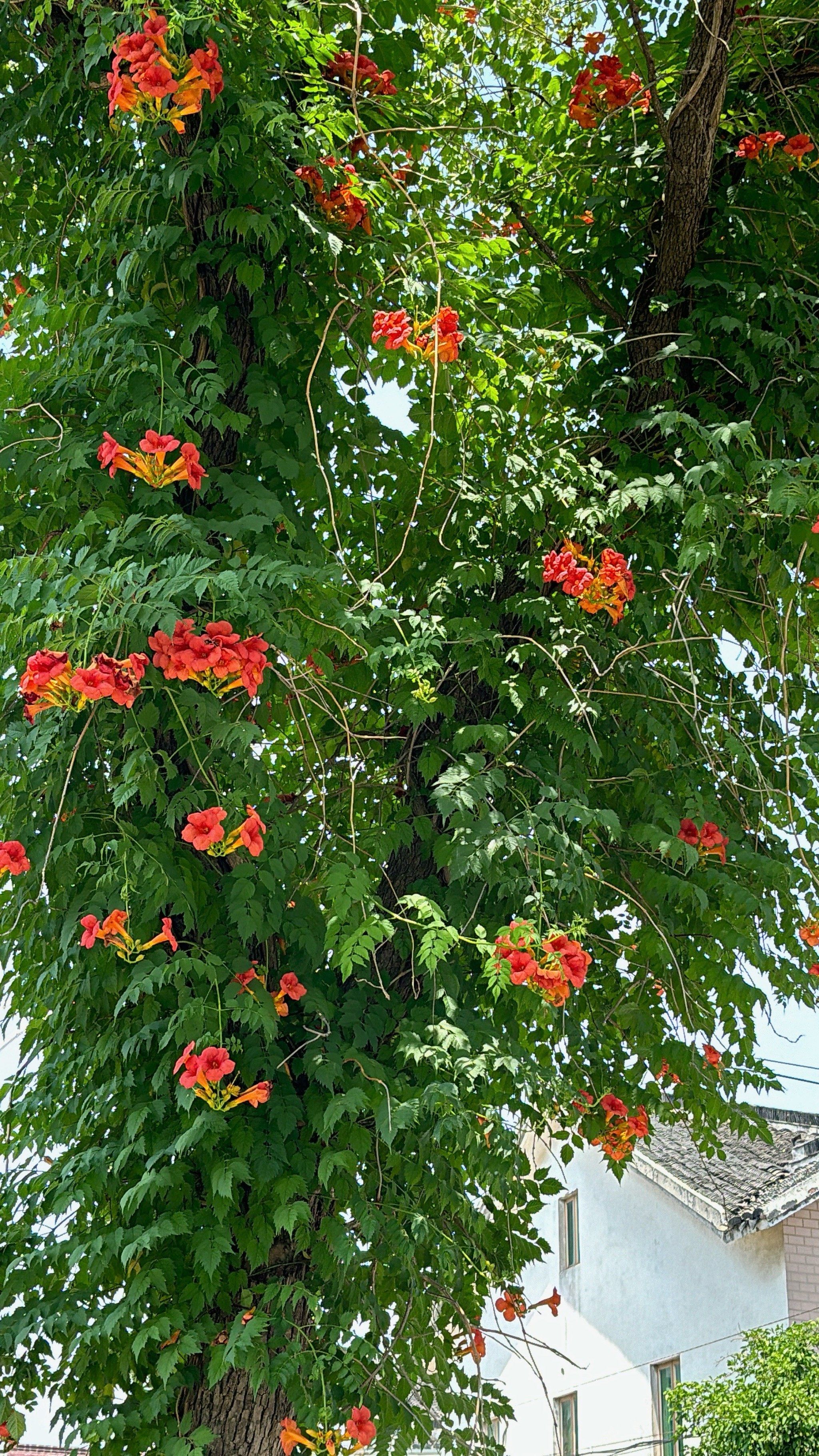 爬满一棵树的凌霄花