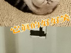 -Cappucimeow猫咪咖啡馆(韦伯时代店)