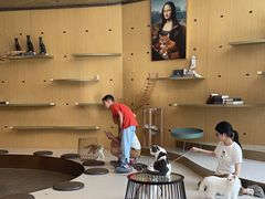 -飞行喵MR PILOT|猫舍·猫咖(静安大融城店)