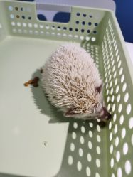 -Moni星球萌宠·小马宝莉·灵蛇·高端高阶全萌宠互动体验俱乐部(红豆国际广场店)