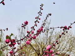 -北京西山国家森林公园