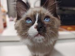 -纳吉亚猫专科动物医院·北北分院