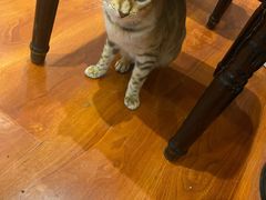 -猫小院猫主题咖啡厅(北锣店)