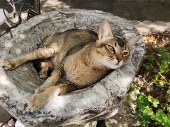 -喵屿·大理花园猫咖