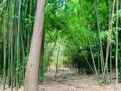 -昆明植物园