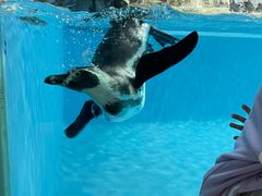 -帝企鹅自助餐厅•儿童岛•真企鹅(长隆企鹅酒店)