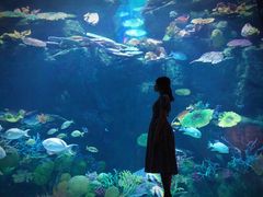 -暹罗海洋世界