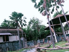 -清迈夜间动物园