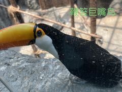 -武汉动物园