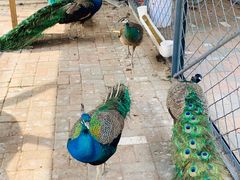 -长白岛森林公园