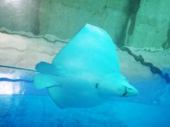 -北戴河圣蓝海洋公园