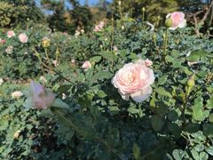 -人民公园(罗湖区)