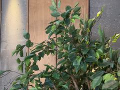 -同仁四季椰子鸡(无锡滨湖万象汇店)